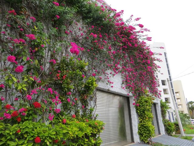 Cozumel flowers on a building