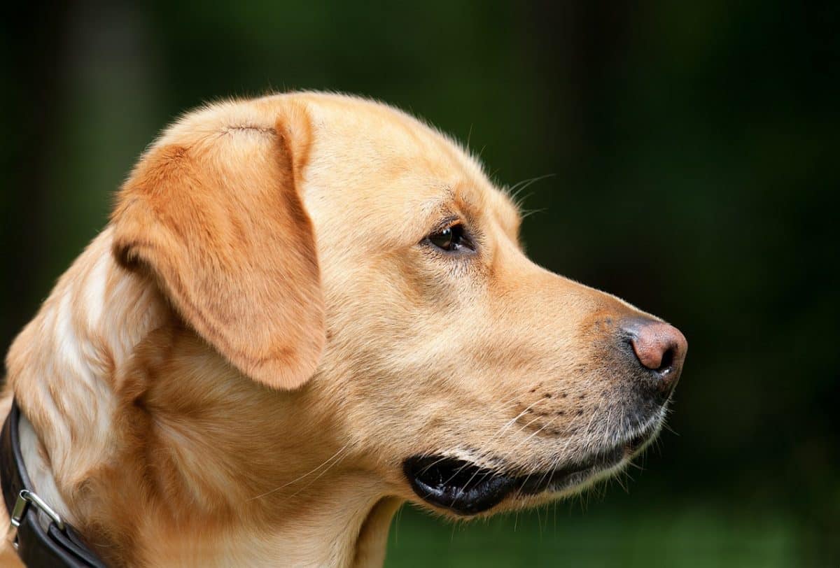 Are Service Animals Allowed On Cruise Ships