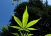 How to Use Marijuana (Legally!) While On a Cruise Marijuana plant