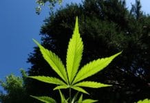 How to Use Marijuana (Legally!) While On a Cruise Marijuana plant