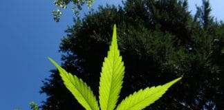 How to Use Marijuana (Legally!) While On a Cruise Marijuana plant