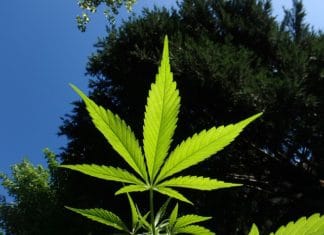 How to Use Marijuana (Legally!) While On a Cruise Marijuana plant
