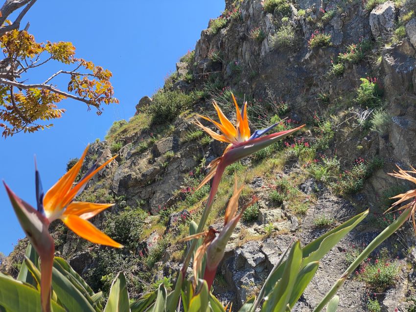 Bird of Paradise