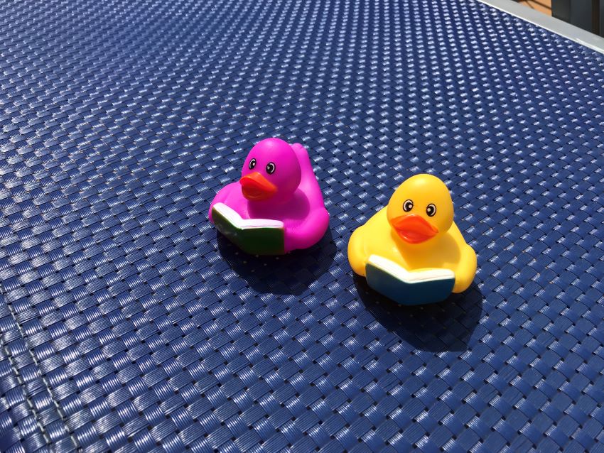 Ducks found on a cruise ship