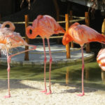 flamingos