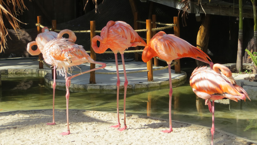 Flamingos standing