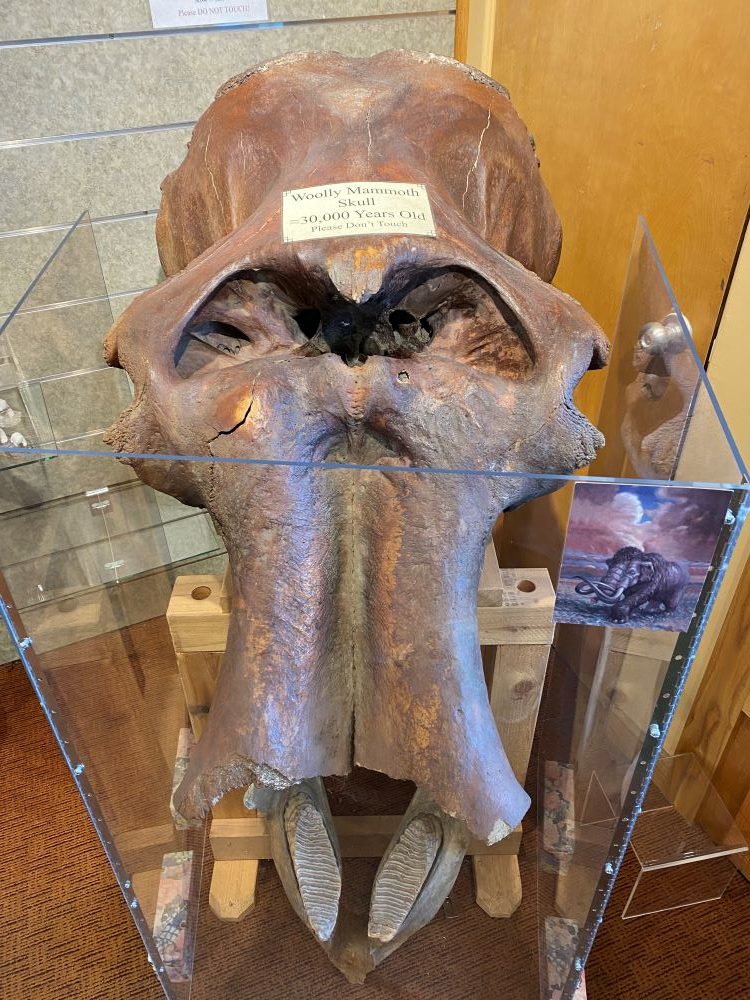 Mammoth skull
