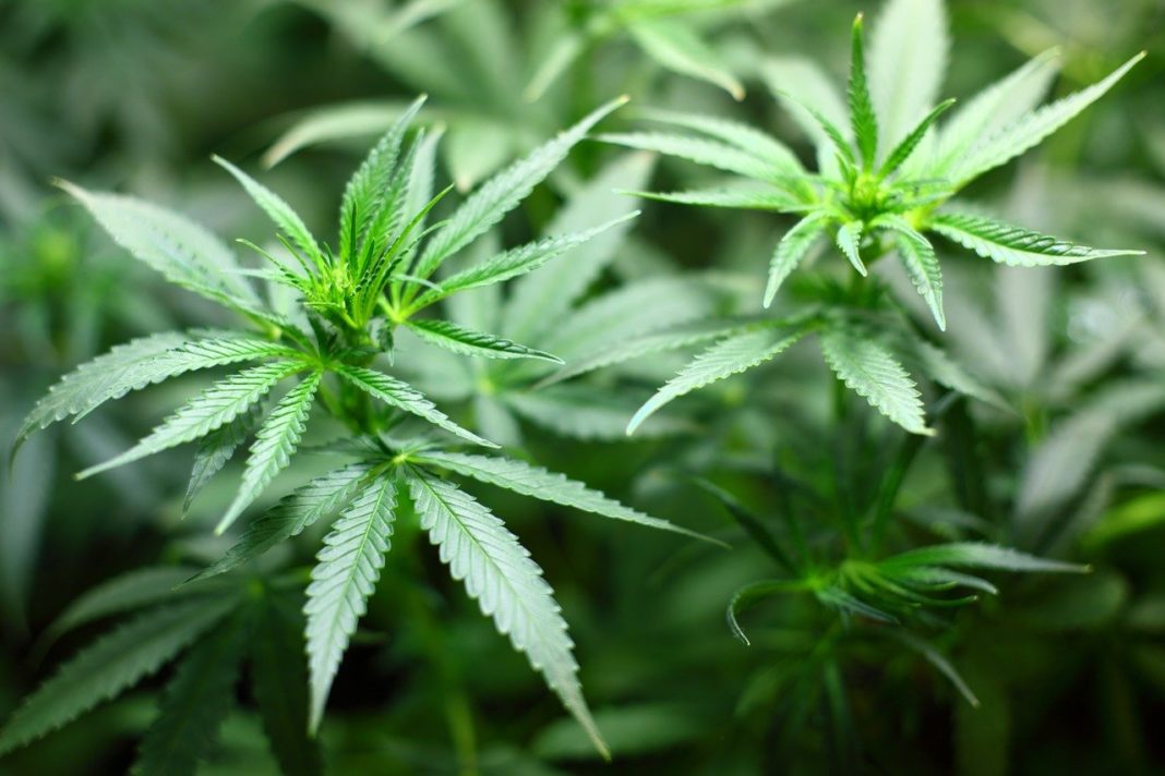 can you take weed on a cruise