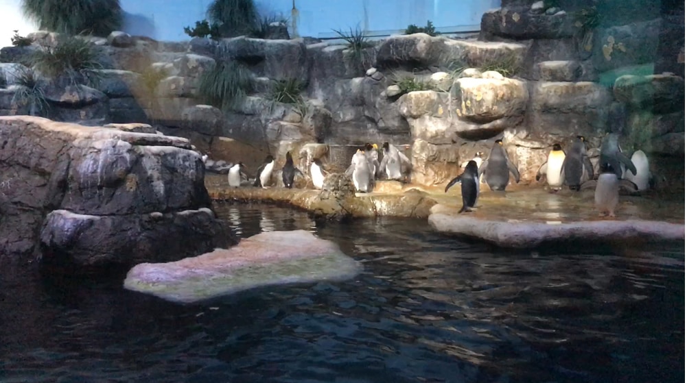Penguins at the Moody Gardens aquarium