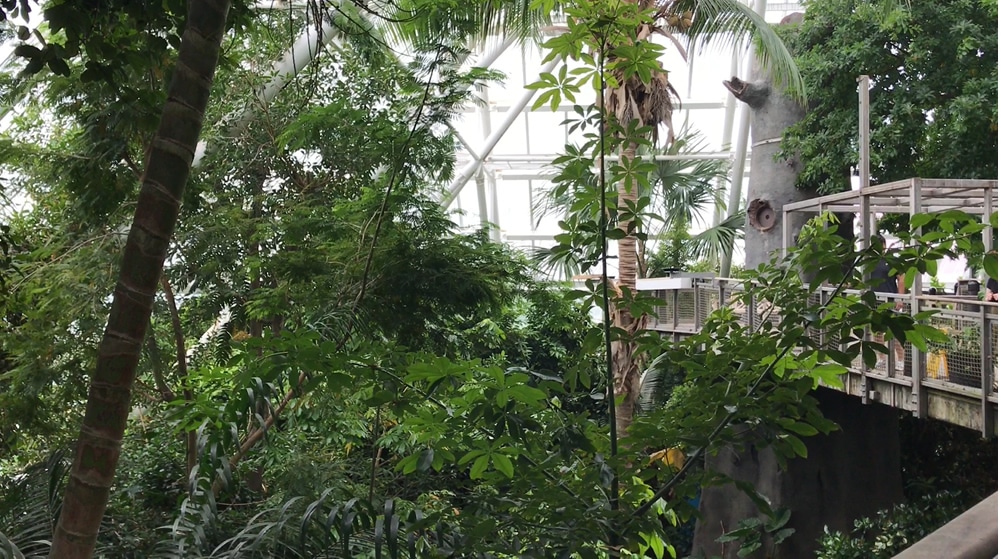 Foliage of the pyramid