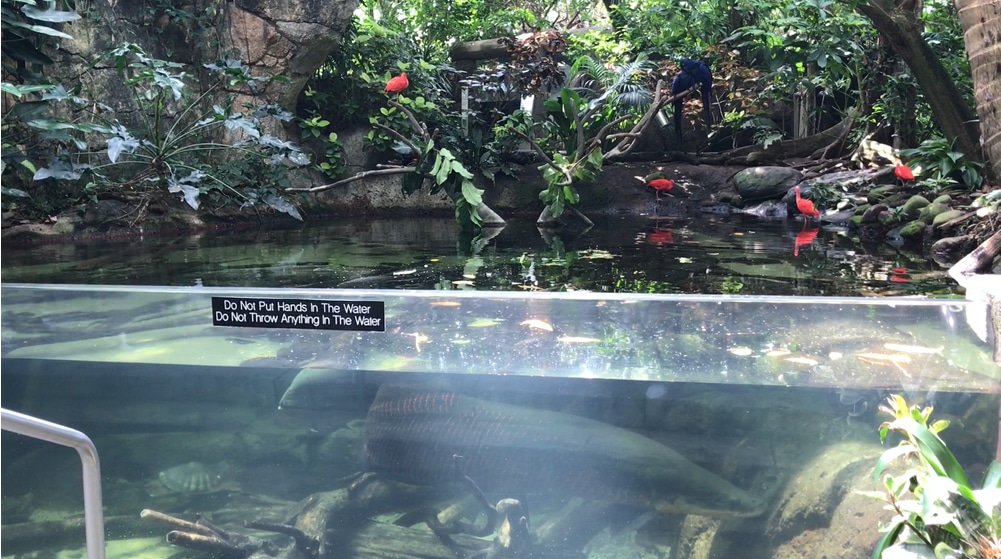 Fish in the tank at the Rainforest Pyramid