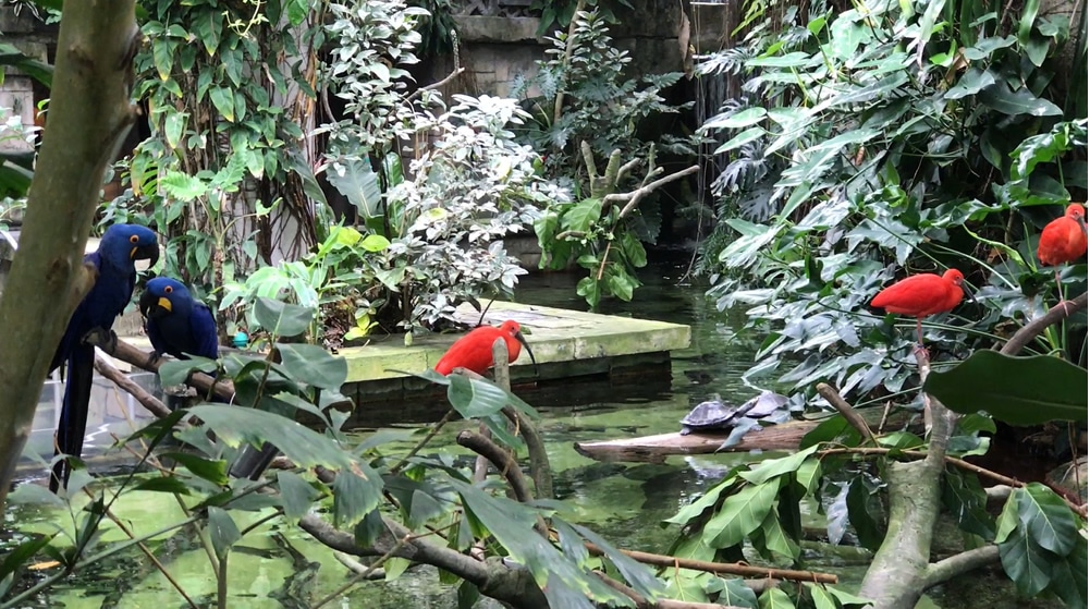 Birds and wildlife at Moody Garden