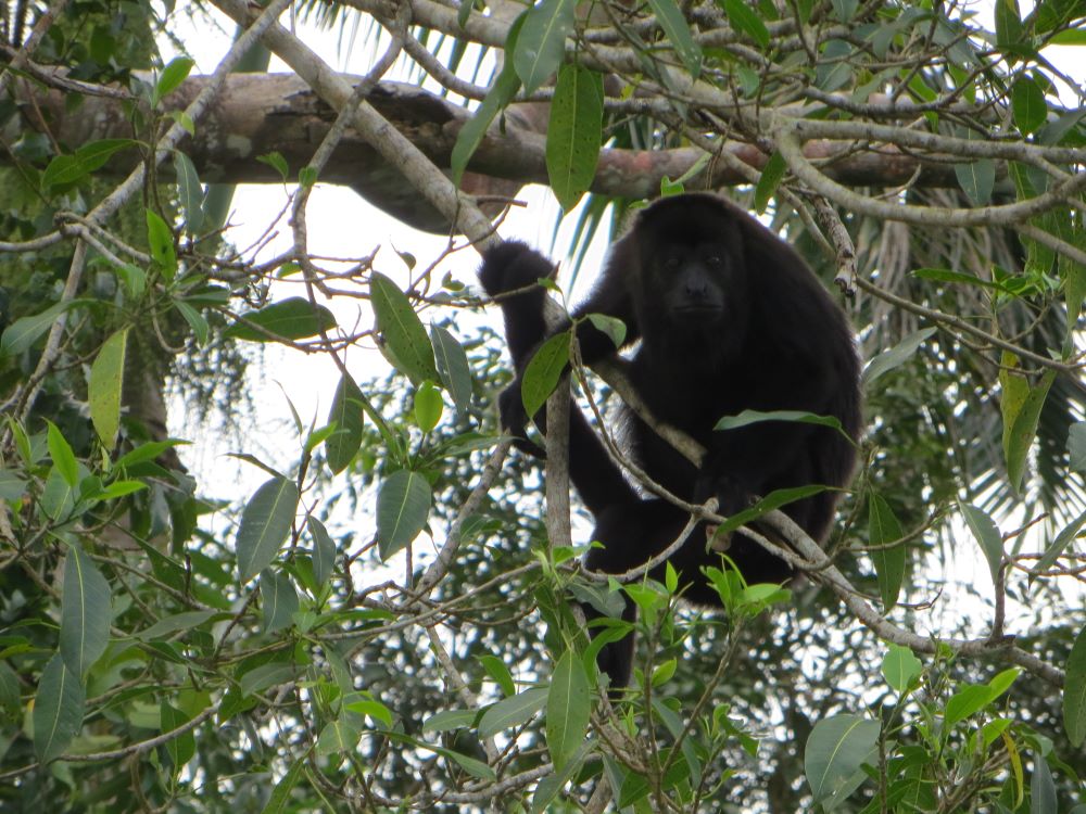 Monkey in a tree on a shore excursion